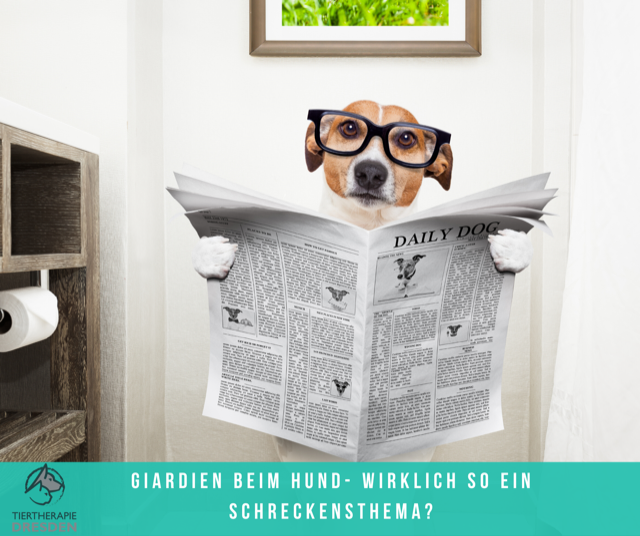 Behandlung von Giardien in der Tierphysiotherapie.png